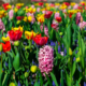 flower gardens