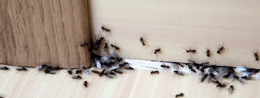 Απεντόμωση & Απολύμανση για Μυρμήγκια