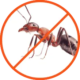 Απεντόμωση Μυρμηγκιών