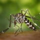 Απεντομώσεις απολυμάνσεις κουνούπια