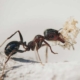 Απεντόμωση για μυρμήγκια