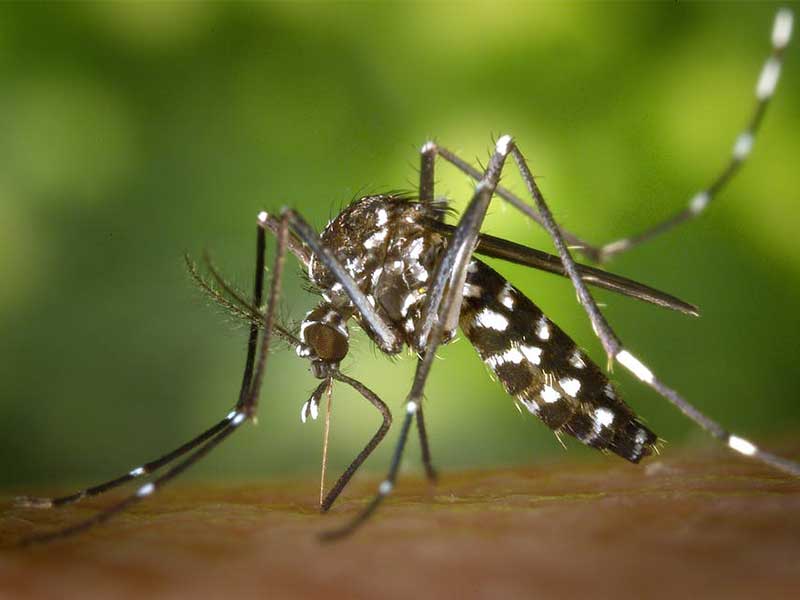 Απεντόμωση για κουνούπια