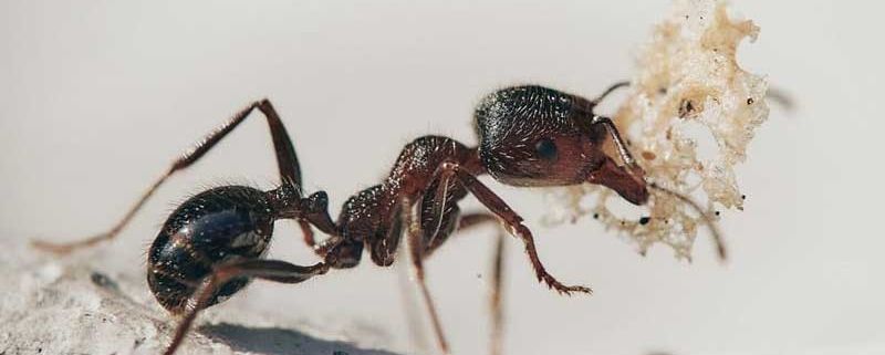 Απεντόμωση για μυρμήγκια