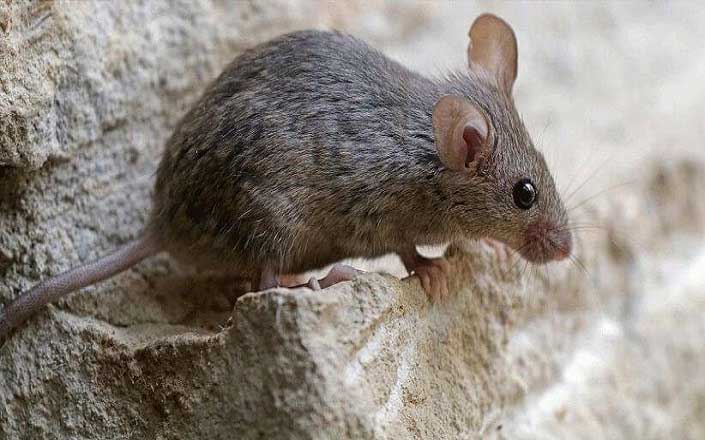 Καταπολέμηση Ποντικών και Αρουραίων